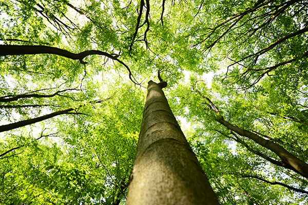 Aufnahme von Bäumen im Wald